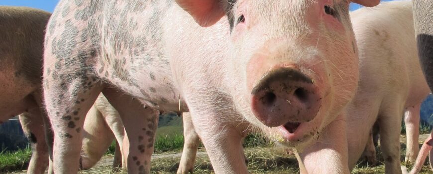 Pesta porcina africana confirmata in Bihor