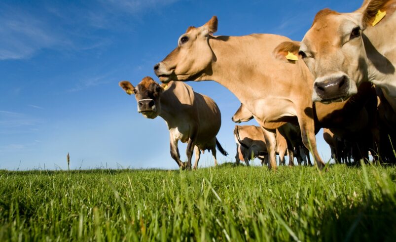 productivitatea vacilor de lapte in Europa