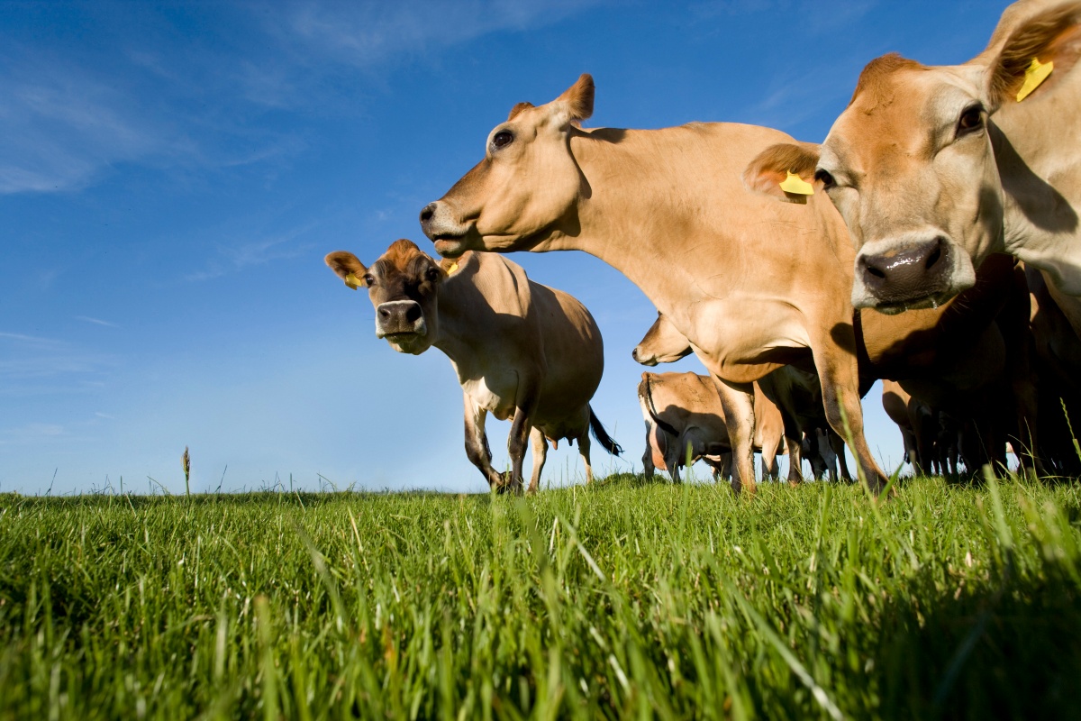 Productivitatea vacilor de lapte in Europa