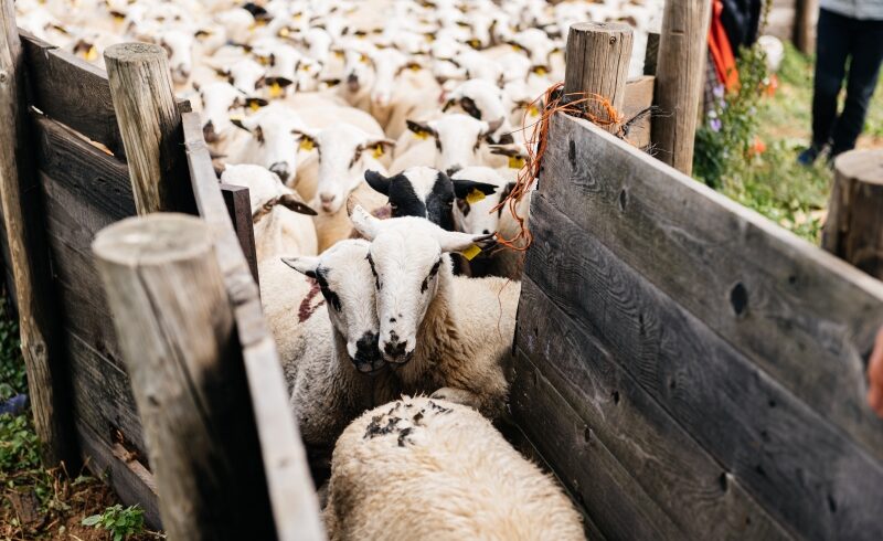 Rase de oi românești: diversitate și avantaje competitive în ferme