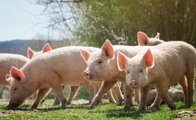 Timp de secole, porcul a fost nelipsit din gospodăria românească. Fiecare regiune și-a format propriile rase, adaptate locului și nevoilor oamenilor. Care dintre acestea se mai mențin și astăzi pe teritoriul nostru și prin ce se disting? Află din acest articol! Rase de porci românești prezente în ferme și gospodării Rasele de porci românești se remarcă prin rezistență, adaptabilitate la condițiile locale, prolificitate moderată și calitatea cărnii și grăsimii. Crescute în ferme și gospodării, ele păstrează tradiția rurală și gustul autentic al produselor locale. Porcul de Bazna – porcul autohton cu brâu alb Porcul de Bazna este o rasă autohtonă românească, ușor de recunoscut după brâul alb care înconjoară corpul negru și picioarele din față. Originar din Transilvania, satul Bazna, acest porc a fost creat începând cu 1872 prin încrucișarea scroafelor Mangalița cu vieri din rasa Berkshire. Rezultatul a fost un porc mai precoce și mai prolific decât Mangalița, care s-a răspândit rapid în zona orașelor Mediaș, Sighișoara, Sibiu și Făgăraș. Porcul de Bazna are talie mijlocie, corp cilindric, cap de mărime medie cu profil ușor concav și urechi orientate înainte și lateral. Picioarele scurte și puternice îl fac ideal pentru creșterea în semi-libertate. Scroafele dau în medie 9 purcei pe fătare, iar tineretul crește rapid, atingând 60-65 kg la șase luni și 125-130 kg la un an. După anii '90, rasa Bazna a suferit un declin, fiind înlocuită de rase super-productive. Astăzi este considerată o rasă autohtonă în pericol de abandon, fiind păstrată mai ales în Transilvania și Banat. În ultimii ani au fost demarate programe naționale și locale pentru conservarea și creșterea rasei. Ministerul Agriculturii a lansat scheme de sprijin, iar crescătorii s-au organizat în Asociația Crescătorilor de Suine Autohtone Mangalița și Bazna. Datorită acestor eforturi, porcul de Bazna a revenit în ferme familiale și chiar în comercializare, fiind promovat în special pentru agricultura ecologică și produsele tradiționale. Mangalița, „porcul-somon” cu păr cârlionțat Porcul Mangalița, supranumit „porcul-somon”, este o rasă autohtonă românească renumită pentru blana sa creață și stratul generos de grăsime sănătoasă. Creat în prima jumătate a secolului XIX, prin încrucișarea porcului domestic cu mistrețul și rase locale, Mangalița a fost specializată pe producția de grăsime de calitate, dar oferă și o carne roșie suculentă, bogată în acizi grași nesaturați și cu un conținut redus de colesterol. Carnea și slănina Mangaliței au fost mereu apreciate pentru preparatele tradiționale, precum untura, jambonul sau slănina afumată. După 1990, Mangalița a fost aproape abandonată, însă interesul pentru produsele tradiționale a readus rasa în fermele românești. Programele guvernamentale și inițiativele asociative au contribuit la conservarea ei, iar crescătorii pasionați o valorifică acum ca rasă de patrimoniu gastronomic, menținând tradiția vie și gustul autentic românesc. Alb de Banat, porcul gospodarului din vestul țării Porcul Alb de Banat este o mândrie a gospodăriilor din vestul țării. Rasa este formată chiar în această regiune și este apreciată pentru carnea fragedă și slănina gustoasă. A apărut în prima jumătate a secolului XX, prin încrucișarea porcilor locali cu rasa englezească Albul Mijlociu, pentru a obține un animal viguros, bine adaptat zonei. Cu pielea roz, corpul cilindric și râtul scurt, Albul de Banat are o înfățișare blândă, dar ascunde o constituție puternică și o prolificitate remarcabilă: o scroafă poate făta până la 11 purcei. Crescut în mod tradițional în curțile și fermele bănățene, acest porc se dezvoltă frumos cu hrană simplă și naturală. La un an, atinge peste 100 kg, oferind carne gustoasă și o slănină potrivită pentru jumeri, cârnați și șuncă de casă, așa cum se făcea odinioară. Deși efectivele s-au redus, rasa nu a dispărut. Albul de Banat se mai crește în județele Timiș, Arad și Caraș-Severin, fiind păstrat de fermieri care cred în tradiție. Prin grija lor și prin studiile făcute la Timișoara, această rasă bănățeană continuă să trăiască, purtând mai departe gustul autentic și spiritul gospodăresc al Banatului. Alb de Rușețu – porcul de carne al Bărăganului Porcul Alb de Rușețu este o rasă crescută din nevoia oamenilor de la câmpie de a avea un animal harnic, rezistent la arșiță și bun de carne. A apărut în a doua jumătate a secolului XX, la Stațiunea Rușețu din județul Buzău, unde cercetătorii au încrucișat porcii locali Stocli cu rasa englezească Marele Alb adusă din fosta URSS. Așa s-a născut un porc de carne robust, bine adaptat stepei sudice, un animal al Bărăganului, obișnuit cu vântul, praful și furajele simple. Albul de Rușețu are corp mare, piele rozalie și mușchi puternici. Vierii ajung la peste 200 de kilograme, iar scroafele fată des, chiar și 10-12 purcei o dată. Porcul crește repede, consumă hrana eficient și dă o carne fragedă. Astăzi, însă, Albul de Rușețu a devenit o raritate. Se mai găsește ici-colo, prin gospodăriile din Buzău, Ialomița și sudul Moldovei, crescut de oameni care nu vor să lase să se piardă porcul de pe vremea lor. Deși nu mai are programe dedicate de sprijin, rasa este recunoscută ca parte din zestrea zootehnică a României, iar câțiva pasionați se luptă să o păstreze vie. Rase de porci românești care se pierd sau nu mai există Există și rase de porci autohtone care fie au dispărut aproape complet, fie mai supraviețuiesc doar în număr infim, în anumite zone izolate. Negrul de Strei – porcul ardelean vânjos și cu blană neagră În inima Țării Hațegului, de-a lungul râului Strei, s-a născut acum mai bine de un secol porcul Negru de Strei. Format la 1870, din încrucișarea porcilor locali cu Mangalița și rase englezești precum Cornwall sau Berkshire, Negrul de Strei a devenit mândria gospodăriilor din satele de deal și munte. Cu părul negru lucios și corpul vânjos, era un porc rezistent, obișnuit cu iernile aspre și cu hrana simplă din ogradă. Vierii ajungeau la aproape 180 de kilograme, iar scroafele la 150. Era un porc mixt, adică dădea și carne gustoasă, și slănină bună pentru afumat. Crescătorii îl prețuiau nu doar pentru ușurința cu care se întreținea, ci și pentru gustul deosebit al cărnii, potrivită pentru cârnații de iarnă sau șunca afumată. În ultimele luni înainte de tăiere, porcul de Strei era hrănit cu porumb boabe, pentru o carne fragedă și o slănină gustoasă. Astăzi, însă, Negrul de Strei e aproape o legendă vie. Rasa a fost dată la o parte în favoarea celor industriale, iar efectivele au scăzut până aproape de dispariție. Doar câțiva gospodari din satele hunedorene mai cresc exemplare pure, ca pe vremuri, iar câțiva fermieri pasionați și cercetători încearcă să salveze această rasă ardelenească, un adevărat simbol al porcului românesc rustic. Băltărețul – porcul semisălbatic al Deltei Cândva stăpân peste bălțile și grindurile Deltei Dunării, Băltărețul este o rasă autohtonă rustică, descendentă direct din porcul sălbatic (Sus scrofa ferus). Adaptat vieții în libertate, acest porc trăia printre stuf, hrănindu-se natural cu rădăcini, ghinde, fructe de pădure și resturi vegetale. Crescut liber de lipoveni și haholi, era chemat acasă doar toamna, înainte de tăiere, un simbol al traiului simplu și al legăturii omului cu natura. Asemănător mistrețului, Băltărețul are părul aspru, gri-maroniu, trupul zvelt și rezistență deosebită. Vierii pot atinge 200-250 kg, iar scroafele nasc 6-7 purcei, cu o dezvoltare lentă, dar robustă. Carnea lui este gustoasă, iar slănina groasă și aromată. Astăzi, Băltărețul nu a dispărut, deși efectivele sunt reduse. Se mai întâlnește în Delta Dunării, crescut în semi-libertate sau utilizat ca rezervă genetică în scop experimental. Considerat o veritabilă relicvă zootehnică, el păstrează în genele sale forța și libertatea porcului sălbatic din bălți. Stocli, porcul aproape uitat al munților românești Puțini își mai amintesc astăzi de Stocli, vechiul porc românesc de munte, o rasă născută și crescută în sălbăticia Carpaților. Era un animal nepretențios, liber, obișnuit să caute singur ghindă și jir prin pădurile dese. Trăia aproape ca mistrețul, iar toamna era adus acasă doar pentru îngrășare, înainte de tăiere. Avea corp zvelt, spatele ușor arcuit și păr aspru, brun-cenușiu, uneori pestriț. Rezista iernilor grele fără adăpost și nu făcea aproape deloc boli. O scroafă ajungea rar la 140 de kilograme, dar era un animal curat, viguros și neînfricat. Creștea încet și făta puțini purcei. Țăranii nu investeau nimic în el, pentru că se hrănea singur și trăia tot anul liber. Din cauza asta, boierii de odinioară aveau adesea conflicte cu sătenii, căci turmele de porci Stocli năvăleau prin ogoare și distrugeau culturile. Cu timpul însă, rasa s-a pierdut, odată cu apariția raselor aduse din afară (Mangalița, Marele Alb, Landrace). Stocli a fost încrucișat, îmbunătățit, apoi uitat. Totuși, el nu a dispărut cu totul. În Apuseni, în Vrancea, prin Munții Măcinului sau Balta Brăilei, încă mai trăiesc porci semisălbatici care păstrează trăsături vechi de Stocli (părul aspru, culoarea închisă, capul lung, spatele boltit). Moții spun că unii țărani încă mai cresc asemenea porci „de pădure”, pe lângă stâne, pentru carne și slănină de casă. Rasele de porci românești amintesc despre trecutul rural viu și autentic. Unele s-au pierdut, altele s-au încăpățânat să rămână. Fiecare rasă poartă în ea însă o poveste despre loc, oameni și felul românesc de a trăi aproape de natură.