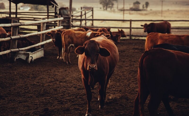 Rase de vaci românești – o poveste despre ce a fost și ce mai există în fermele autohtone