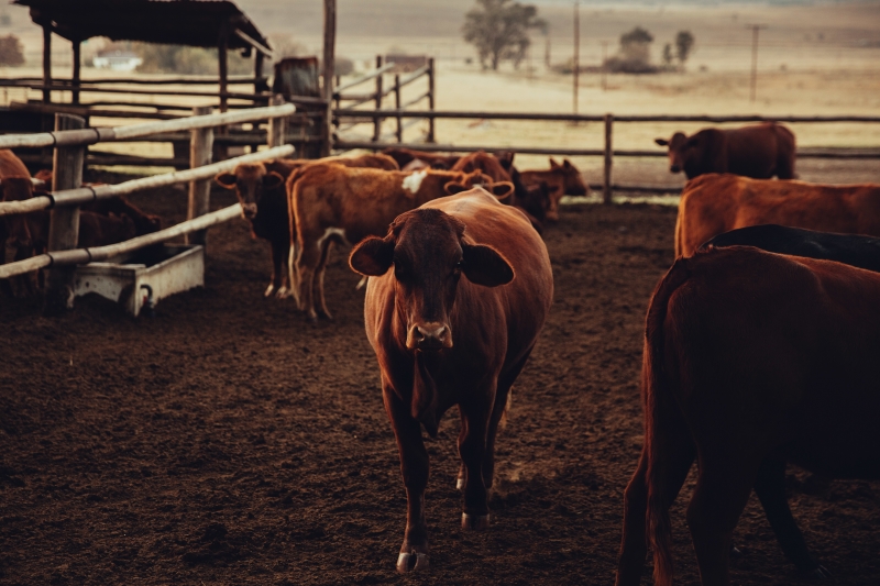 Rase de vaci românești – o poveste despre ce a fost și ce mai există în fermele autohtone